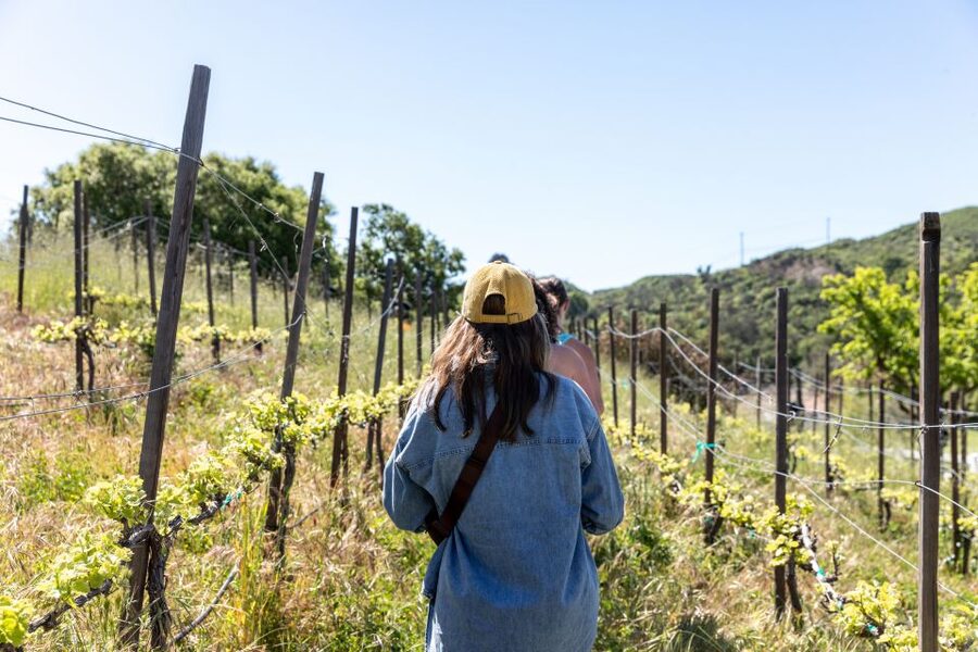 Malibu: Guided Vineyard Hike with Photo Stops and Wine - Malibu vineyard hike value: what $49 really covers