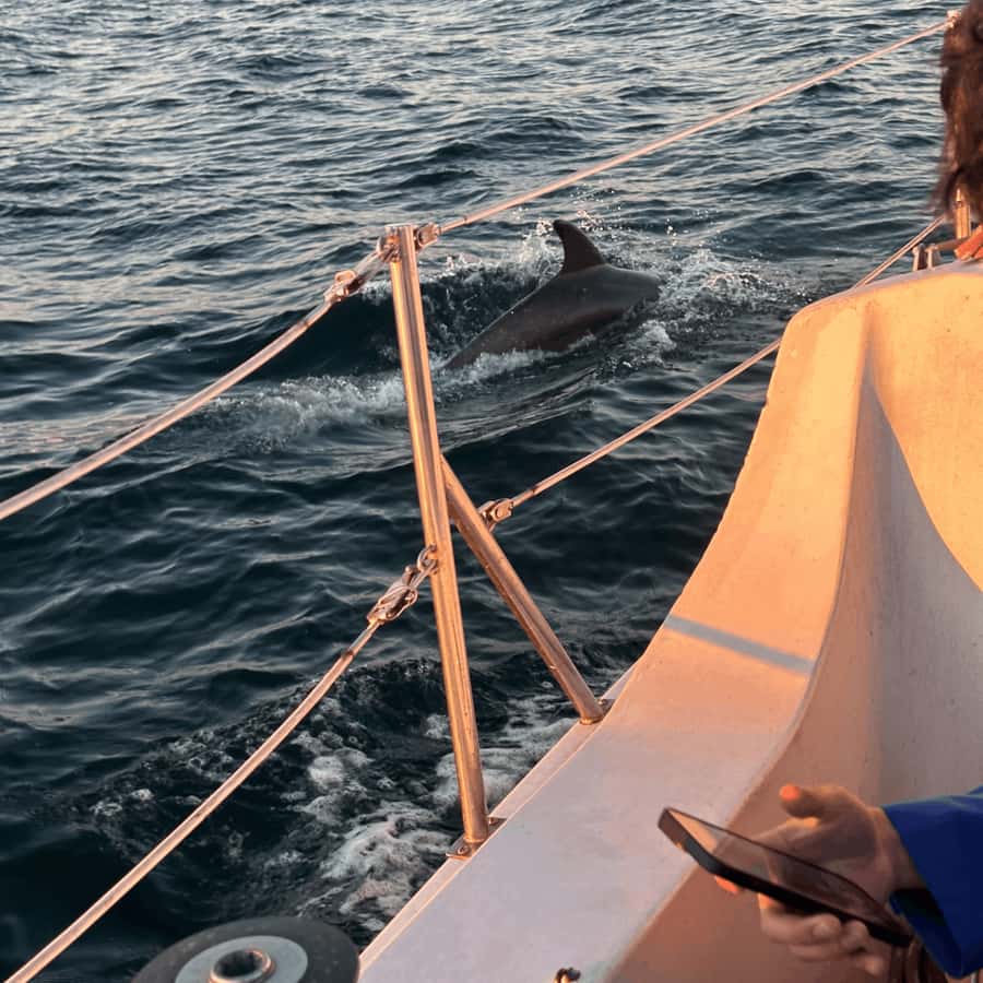 Marina del Rey: 1-Hour Boat Tour - Sea lions, dolphins (maybe), and the photo windows