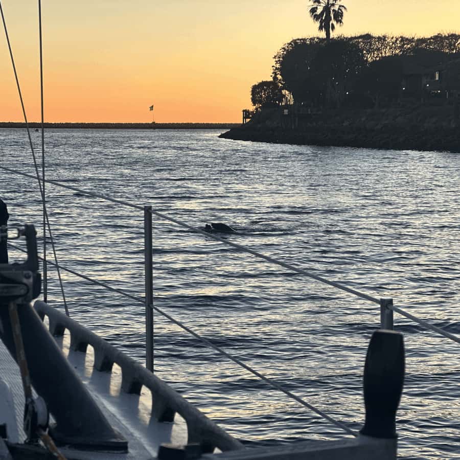 Marina del Rey: 1-Hour Boat Tour - Snacks and drinks: plan like you’re on a picnic, not a restaurant
