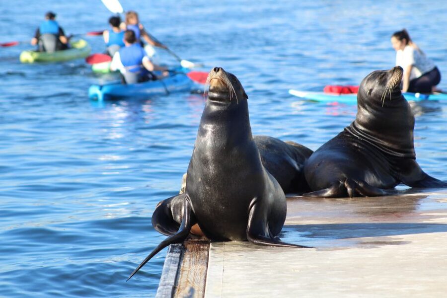 Marina Del Rey: Kayak and Paddleboard Tour with Sea Lions - The wildlife search: how guides find sea lions (and other surprises)