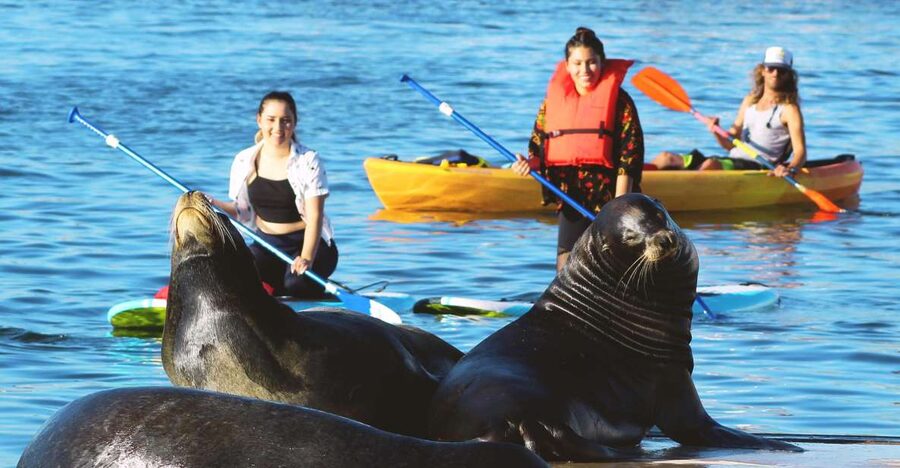 Marina Del Rey: Kayak and Paddleboard Tour with Sea Lions - The “marina life” bonus: Los Angeles from water level