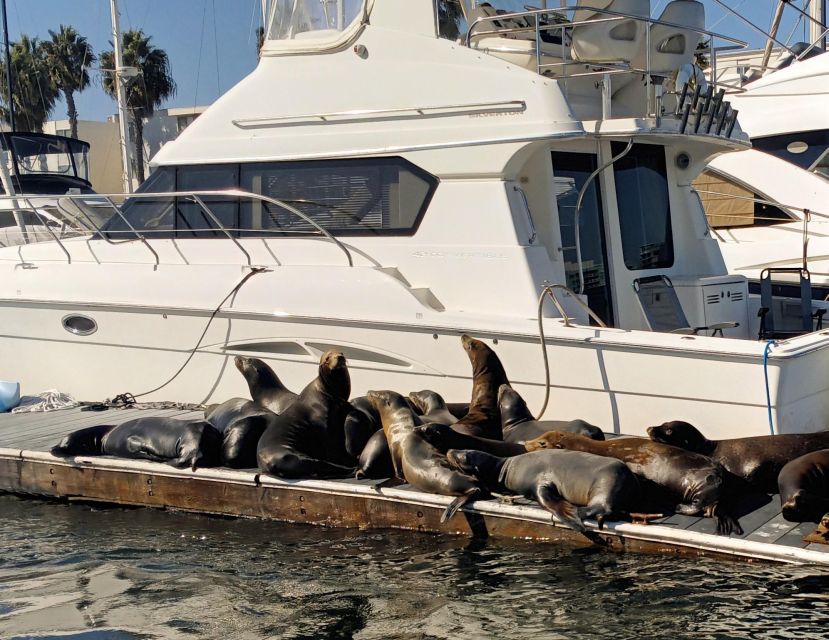 Marina Del Rey Luxury Boat Cruise Wine, Charcuterie Sealions - Who This Cruise Fits Best (And Who Should Skip It)