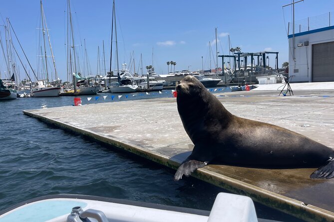 One Hour Cruise Around Marina del Rey - Marina del Rey in one hour: what you’re really paying for