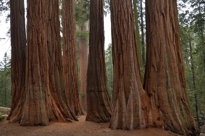Private Day Tour to Sequoia and Kings Canyon Parks From LA - Key highlights to know before you go