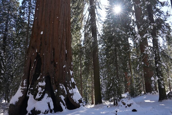 Private Day Tour to Sequoia and Kings Canyon Parks From LA - Included extras that make the day easier