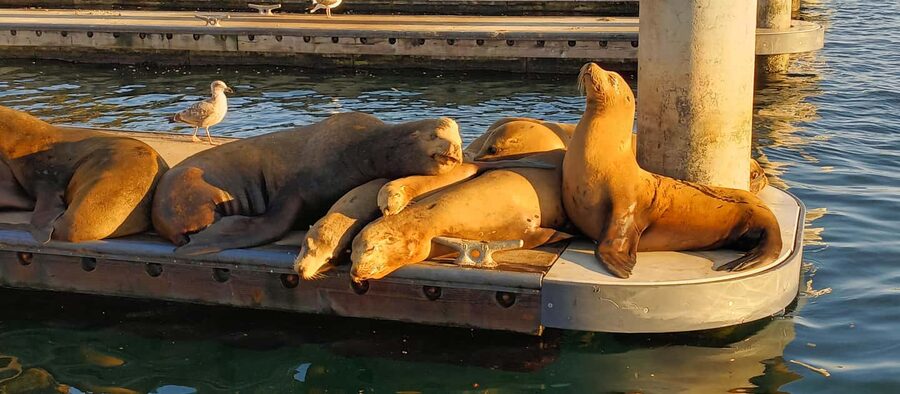 Romantic Boat Cruise with Wine & Cheese or Surprise Dinner - 1–1.5 hours on the water: a practical minute-by-minute feel