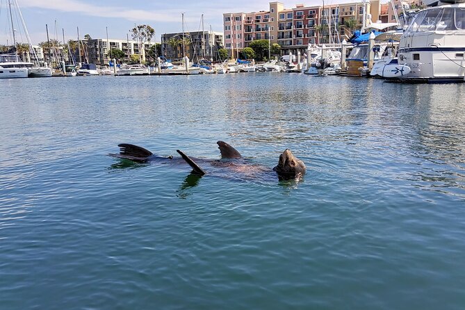 Romantic Luxury Boat Cruise with Wine Cheese Sea LionTours - Meeting at Brizo Bar: The Easiest Start in Marina del Rey