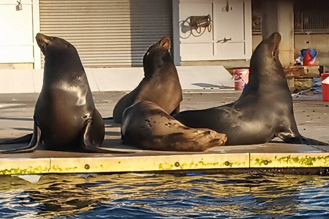 Romantic Luxury Boat Cruise with Wine Cheese Sea LionTours - Wildlife on the Cruise: Sea Lions, Ocean Life, and Photo Moments