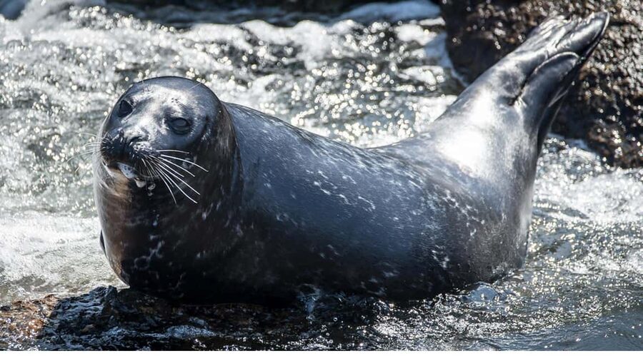 San Pedro: West Harbor LA Dolphin & Whale Watching Cruise - Season plan: gray, blue, and the other stars you might see