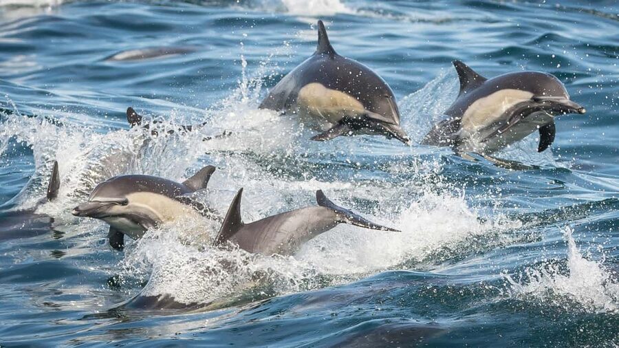 San Pedro: West Harbor LA Dolphin & Whale Watching Cruise - Onboard basics: snacks, restrooms, and keeping your comfort up