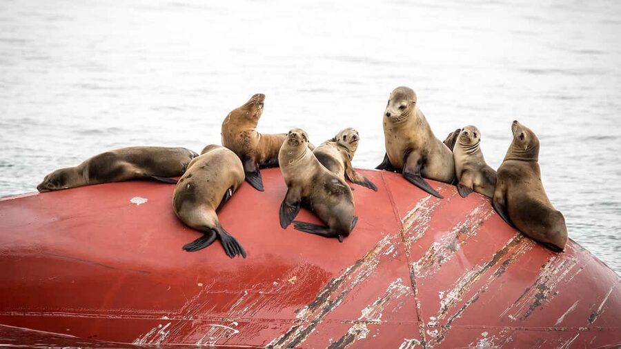 San Pedro: West Harbor LA Dolphin & Whale Watching Cruise - Who this cruise fits best (and who should skip it)