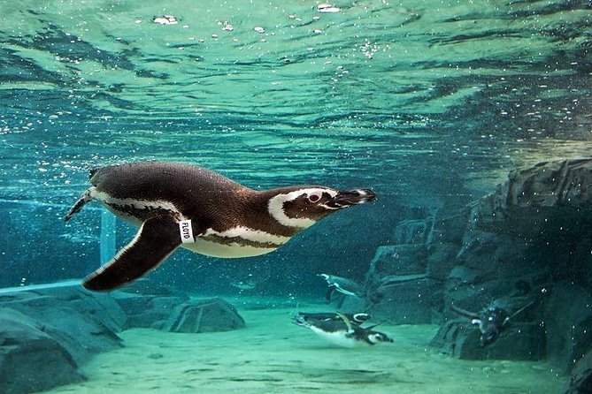 Skip the Ticketing Line: Aquarium of the Pacific General Admission Ticket - How the Skip-the-Line Scan Works at Aquarium of the Pacific