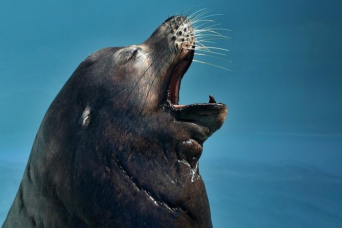 Skip the Ticketing Line: Aquarium of the Pacific General Admission Ticket - Included Shows: 4D Movie and Pacific Visions