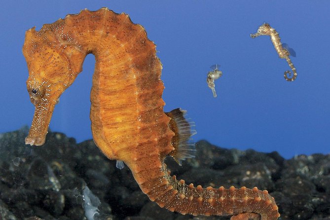 Skip the Ticketing Line: Aquarium of the Pacific General Admission Ticket - Animal Feedings and Encounters: What’s Included vs. What Costs Extra