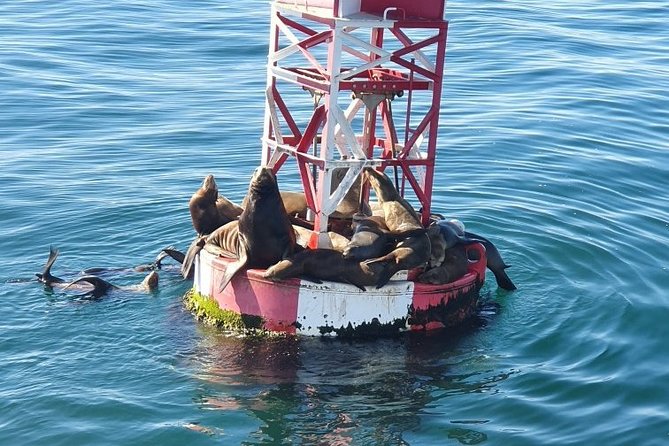 Whale-Watching and Orange County Beaches Tour from Anaheim - Price and Value: Is $99 a Good Deal for This 1-Day Coast Mix?